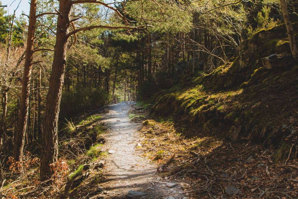 Forest safari retreat forest trails