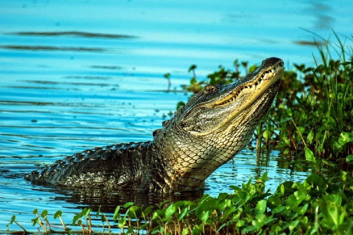 Crocodile park Crocodile park